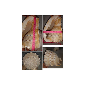 Conchas de cauri blancas naturales para la fabricación de joyas y la decoración del hogar, conchas marinas al por mayor a granel para manualidades y proyectos de bricolaje - Product Image 6