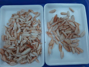 VIANDE DE CRABE NATURELLE EN BOÎTE/ÉTIQUETTE PROPRE/CUITE ET EMBALLAGE POUR L'EXPORTATION - Product Image 4