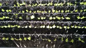 Extensions de cheveux vierges Remy de qualité supérieure, luxueuses, résistantes à la chaleur, sans couture, sans nœuds, haute densité, pour tête entière, lisses ou ondulées - Product Image 5