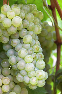 Uvas Frescas Sunshine Rose Sin Semillas, de Mesa, de Alta Calidad, Blancas y Verdes, Dulces y Sin Semillas, al por Mayor - Product Image 5