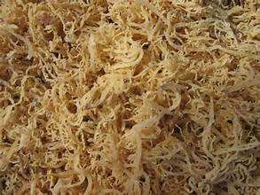 SEAMOSS ORGANIC CLEAN ETIQUETA SUPERALIMENTO DE OCÉANO PARA LA DEFENSA INMUNE Y EQUILIBRIO NATURAL - Product Image 2