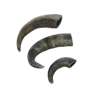 Cuernos de buey y vaca crudos a la venta, sustituto artesanal Natural para cuerno de rinoceronte en tratamiento de hipertermia, cuernos de búfalo a granel baratos - Product Image 5