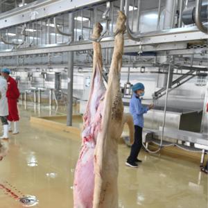 Équipement avancé <span class=keywords><strong>d</strong></span>'abattoir <span class=keywords><strong>d</strong></span>'<span class=keywords><strong>agneau</strong></span> et de moutons avec composant de noyau de moteur pour la transformation de la viande <span class=keywords><strong>halal</strong></span> - Product Image 2