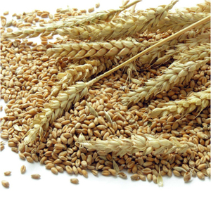Cebada Maltada Seca de Primera Calidad, Cebada Quemada para Elaboración de Cerveza, Cebada a Granel para Hornear, Ingrediente Crudo para Procesamiento de Alimentos, 2 Años - Product Image 1