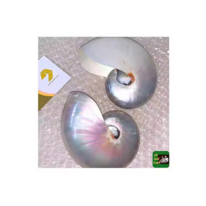 Décor de coquillages Nautilus d'inspiration côtière fabriqué au Vietnam pour des maisons élégantes et des expositions de collection - Product Image 6