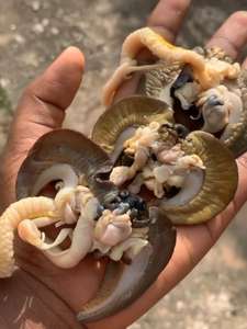 Emballage en vrac de viande d'escargots séchés aromatisés épicés et sucrés Expédition rapide en stock Vente en gros à bas prix Prêt à vendre en ligne - Product Image 2