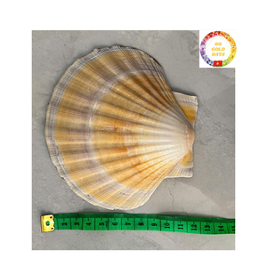Belle forme coquilles Saint-Jacques du Vietnam meilleur choix pour la décoration de mariage d'aquarium et les acheteurs en gros - Product Image 4