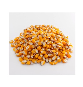 ขายข้าวโพดบดจำนวนมากในราคาพิเศษเหมาะสำหรับผู้ผลิตเบเกอรี่และขนมขบเคี้ยวโรงภาพยนตร์ - Product Image 3
