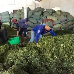 Poudre d'engrais d'extrait d'algues Oganic naturel de haute qualité poudre d'algues - Product Image 5