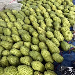 Soursop frais du Vietnam de qualité supérieure pour l'exportation et la vente en gros - Product Image 6