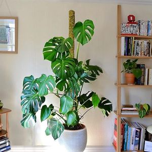 Macetas de Jardín Totem de Musgo de Palo Hechas a Mano por Expertos, Únicas del Fabricante Indio Shrekha Creations, de 8 a 16 Pulgadas - Product Image 3