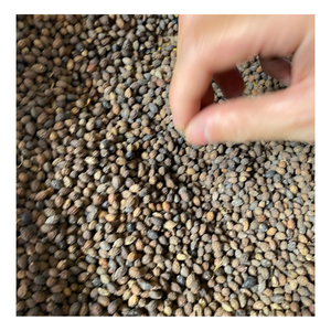 Gran oferta para semillas de papaya secas y materia prima agrícola limpia para uso industrial general, empaquetado a granel y listo para exportación - Product Image 6