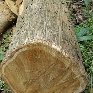 Bûches et bois sciés durables en teck naturel d'Afrique pour la construction navale - Product Image 2