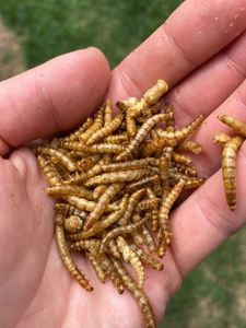 GUSANA SECA para mascotas/Comida para mascotas/CALIDAD PREMIUM - Product Image 5