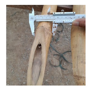 Postes de bambú fuerte tratado para construir toldos al aire libre Postes de bambú de calidad para múltiples propósitos de construcción - Product Image 5