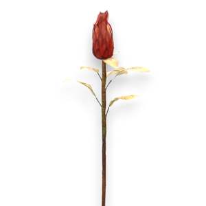 Royal Lotus Protea 86cm ดอกไม้สดตัด - Product Image 3