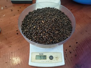 GRADE AA VILACONIC POIVRE NOIR DE QUALITÉ SUPÉRIEURE 500GL 550GL 600GL FAQ ORIGINE ASTA VIETNAM - Pey - Product Image 4