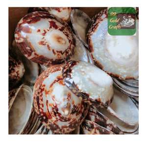 เปลือกลิมเพ็ตขัดเงาทำด้วยมือจากเวียดนามสำหรับอุปกรณ์เสริมการเลี้ยงลูกด้วยนมศิลปะเรซินและการออกแบบงานฝีมือที่เป็นมิตรกับสิ่งแวดล้อม - Product Image 1