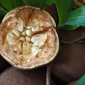 Fabricant en gros d'absolue de chaulmoogra 100% pure et naturelle, qualité supérieure abordable, absolue de chaulmoogra d'Inde - Product Image 1