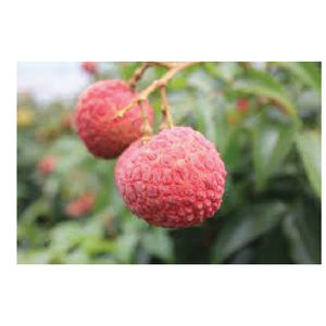 ลิ้นจี่สดแช่แข็งคุณภาพสูงจากเวียดนาม - Product Image 5