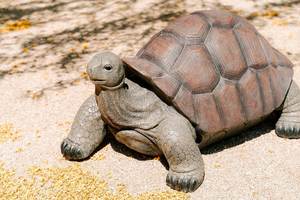 Escultura de jardín de tortuga Vintage, modelo decorativo, Exportación de tortuga de bronce, escultura artesanal de Metal y pieza de exhibición para el hogar - Product Image 3