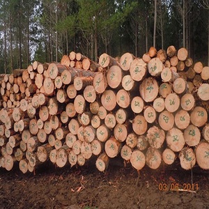 Acacia Mangium Troncos de madera Premium para proyectos de gabinetes y pisos Disponible ahora con entrega rápida - Product Image 5