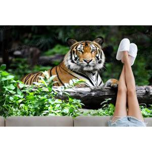 Alfombra con Estampado de Tigre de la Naturaleza - Grande, Personalizada, Diseño 3D para Loft y Auto, Alfombra de Terciopelo de Lujo - Product Image 5