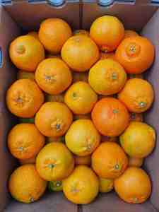 ผลไม้ธรรมชาติธรรมชาติสำหรับขาย - Product Image 3