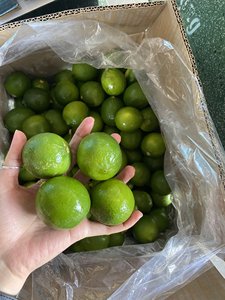 | ข้อเสนอสุดพิเศษ |   มะนาวไร้เมล็ด (มะนาวเวียดนาม) สด ฉ่ำ ไม่มีเมล็ด - คุณโซฮี - Product Image 5