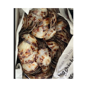 Concha de Caracol de Lapa de gran tamaño vietnamita, Tamaño 7-9cm, disponible en stock, lapas pulidas, Concha artesanal para Festiva - Product Image 4