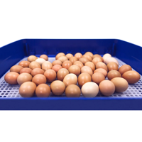 Incubateur d'œufs automatique 2022, nouveau produit, plateau professionnel DC-DCI-49 pour l'éclosion des poules, des canards, des cailles, des Pigeons, des dindes