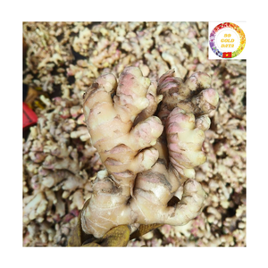 Cubo de Jengibre Orgánico Congelado IQF, Entero, Fresco y Pelado, Suministrado por Fábrica de Vietnam, Especia Premium para Uso Industrial - Product Image 5