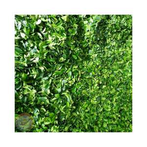 Hoja de lima kaffir seca, ingrediente cítrico natural ideal para restaurantes, especiarias y condimentos culinarios, hecho en Vietnam. - Product Image 1