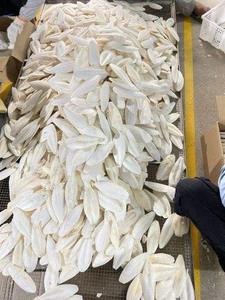 Best Whole Dried Cuttlefish <b>Bones</b> France High Quality Nutritious 100% Natural Bulk Wholesale Seafood - Product Image 3