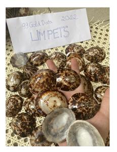 Precio al por mayor Venta caliente concha de mar Natural Lapa Shell 3cm con alta calidad para decoración Festival - Product Image 4