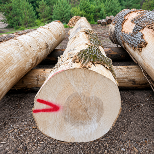 Kiln Dried Ash Logs Hardwood Timber Logs for Furniture and Joinery - Product Image 3