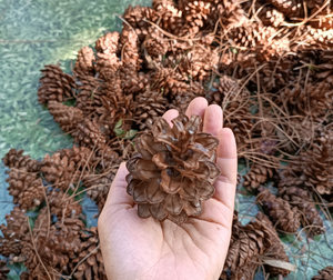 Decoraciones de cono de pino rústico Tamaños grandes, medianos y mini para mesa, árbol y decoración del hogar - Product Image 6