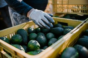 Aguacate Hass Orgánico Fresco para Exportación Mundial - Mejor Precio para Mayoristas en Venta - Product Image 6