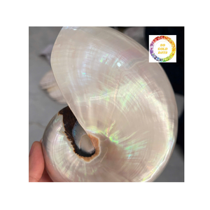 เปลือกหอยหอยโข่งเป็นแรงบันดาลใจในการตกแต่งบ้านที่สมบูรณ์แบบสำหรับการออกแบบห้องหรือของขวัญสไตล์ทะเล - Product Image 3