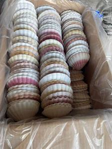 เปลือกหอยเชลล์ธรรมชาติขายส่งสำหรับงานฝีมือ DIY และตกแต่งชายหาด - Product Image 2