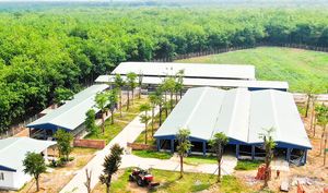 Importación/EXPORTACIÓN DE Sachi Inchi de Vietnam con el mejor precio - Product Image 2