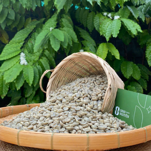 Grains de café vert Arabica de spécialité, best-seller, provenant du fabricant vietnamien, conçus pour les torréfacteurs, goût authentique - Product Image 4