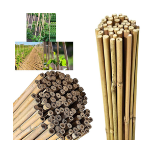 Caña de bambú sólido Cañas de bambú natural de Vietnam para la Agricultura y la construcción-Caryln 0084935825297 - Product Image 2
