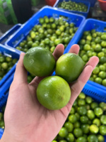 Citrons frais sans pépins du Vietnam juteux et aromatique parfait pour une vie saine exporté dans le monde entier produit sûr et certifié