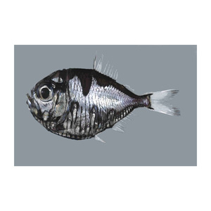 Pescado kwi kwi congelado de alta calidad, suministrado a granel con envío rápido - Product Image 2