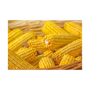 Grains de maïs jaune de haute qualité de qualité supérieure maïs de maïs pour animaux de CA;9 non gluants 50 Kg séchés 1 Cm AD - Product Image 5