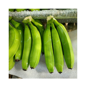 Longue durée de conservation Banane verte emballée en vrac Banane non mûre fraîche et mature prête pour la maturation ou la distribution de cuisson - Product Image 6