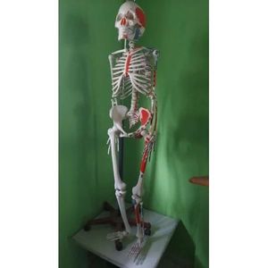 Modelo de Esqueleto Humano con Músculos, Modelo de Huesos de PVC Plástico para Ciencias Médicas, para Uso Escolar - Product Image 1