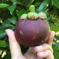 Verse biologische Thaise mangosteen, rijk en sappig, bekend om zijn zoete smaak en hoge antioxidantgehalte