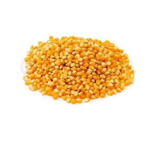 Granos de Maíz Amarillo a Granel, Limpios y Secos, Grado Alimenticio para Avicultura, Nutrición de Ganado, Comerciantes y Exportadores Internacionales - Product Image 5